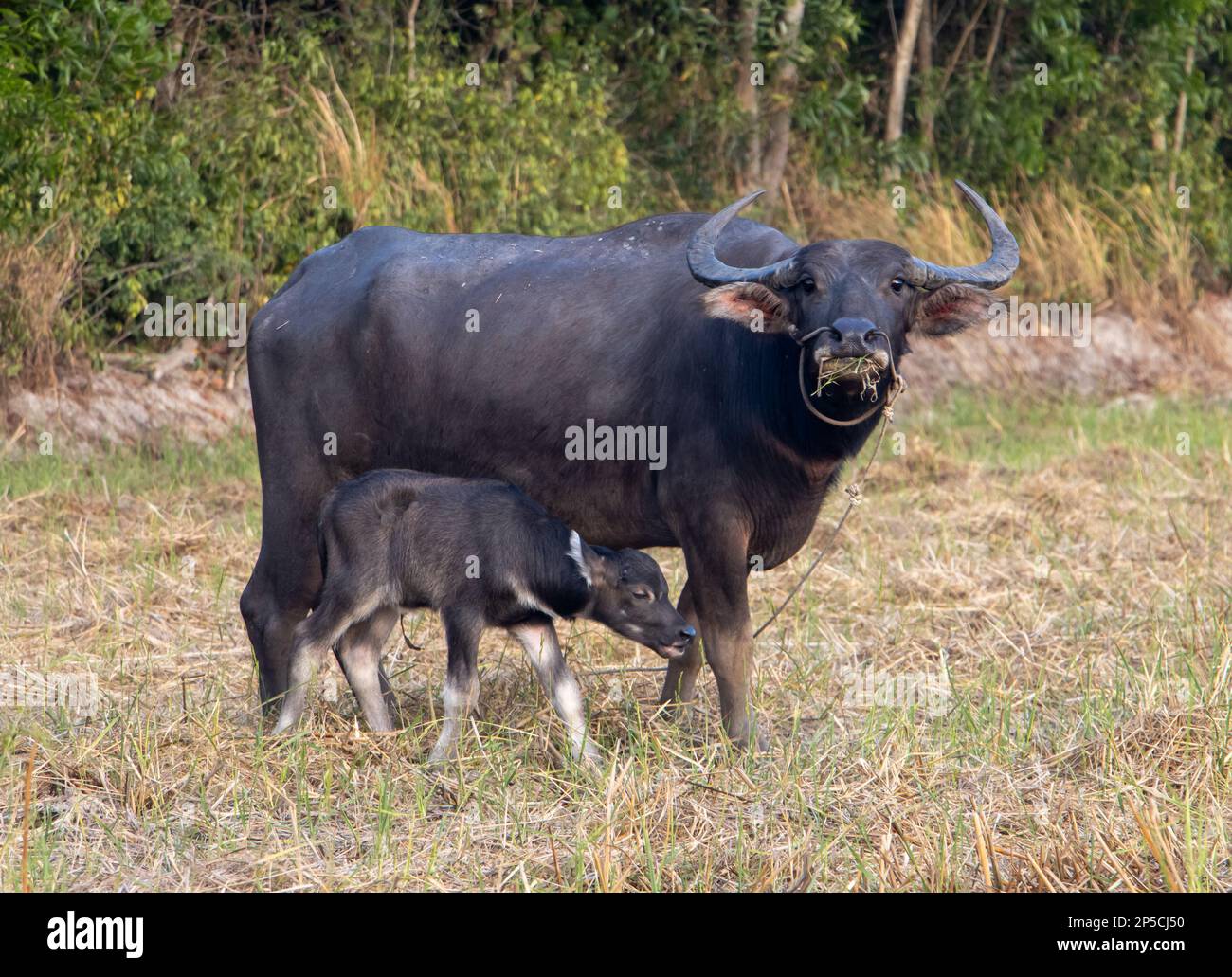 A water buffalo with a calf is grazing in a meadow near the village Stock  Photo - Alamy