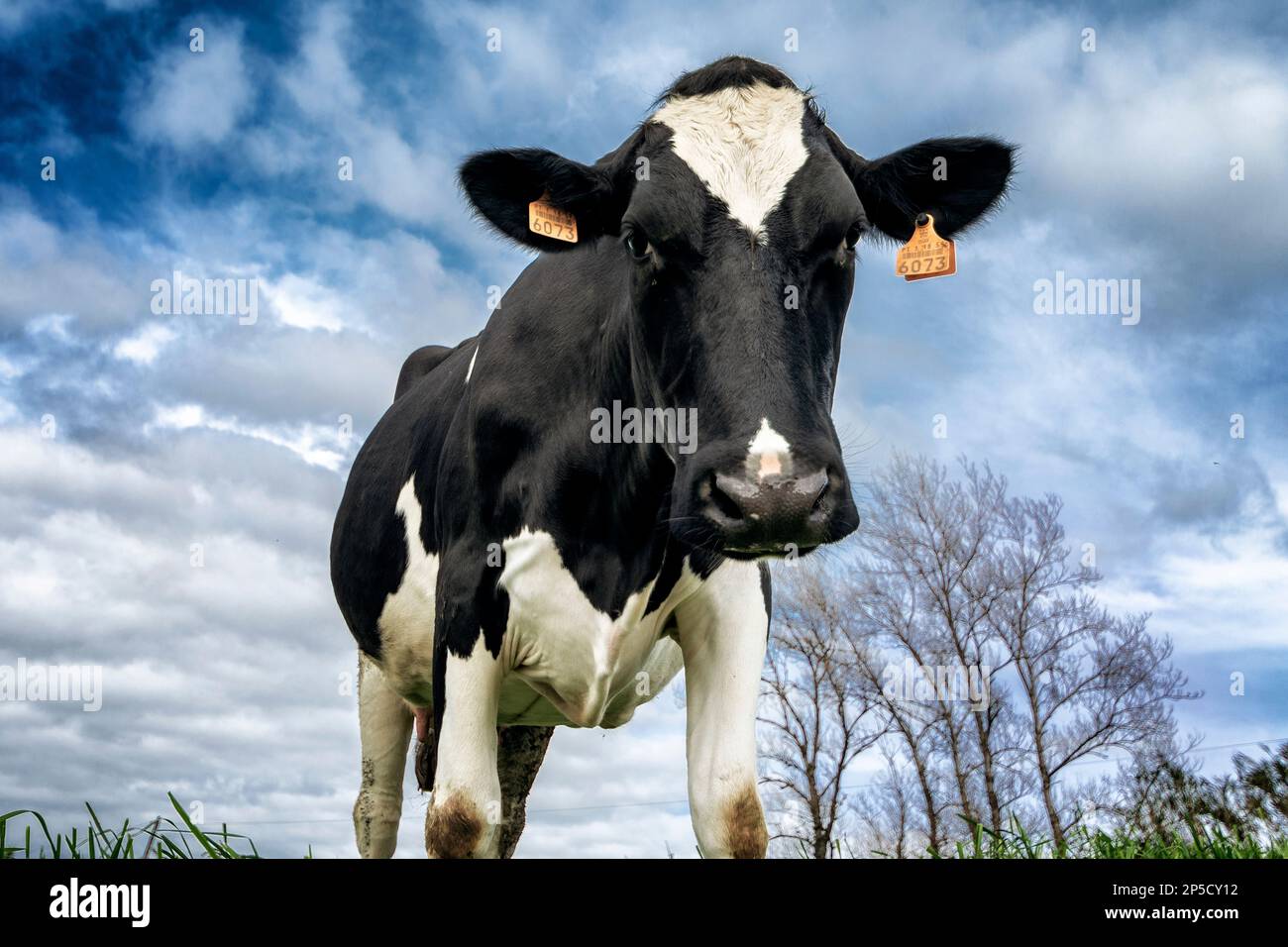 Textura tradicional hires stock photography and