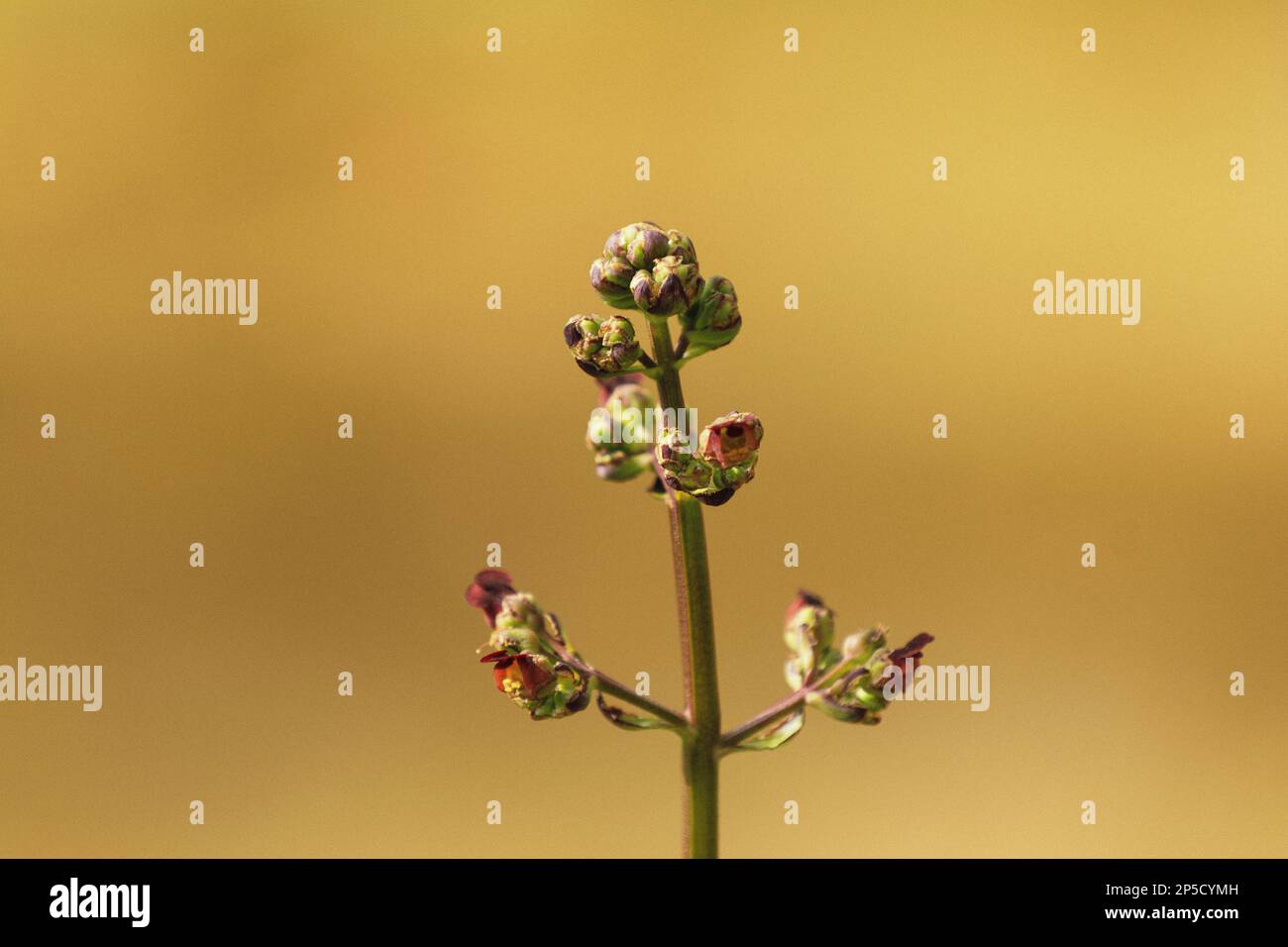 Planta de rosa verde hi-res stock photography and images - Alamy