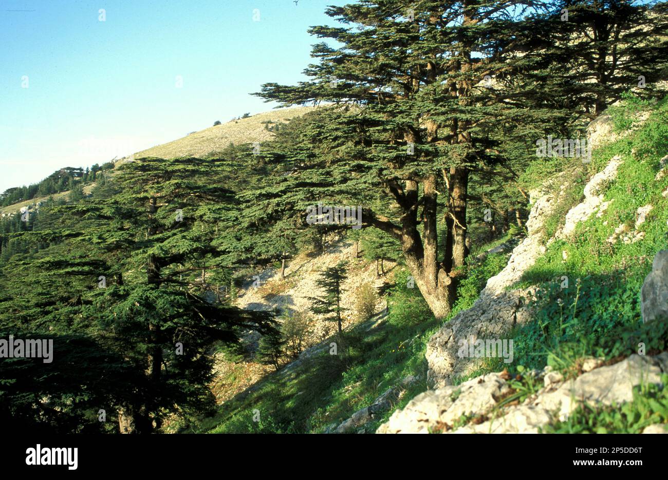 Al Shouf Cedar Nature Reserve is a nature reserve in the Chouf and Aley