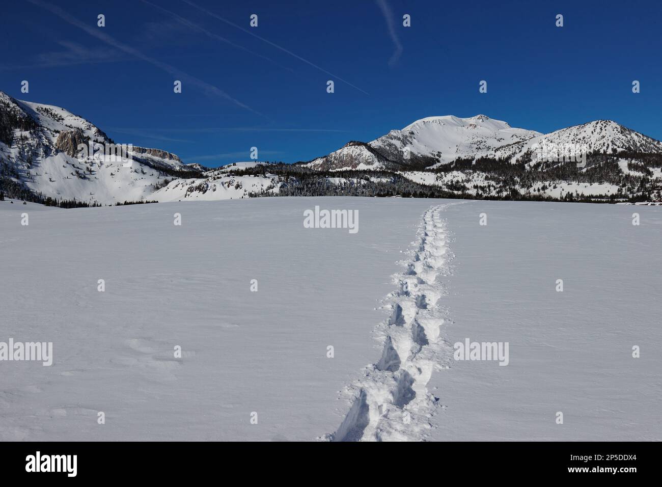 Snowshoe tracks extend across a snow covered field toward Mammoth Mountain ski resort. Mammoth Rock is on the left. Stock Photo