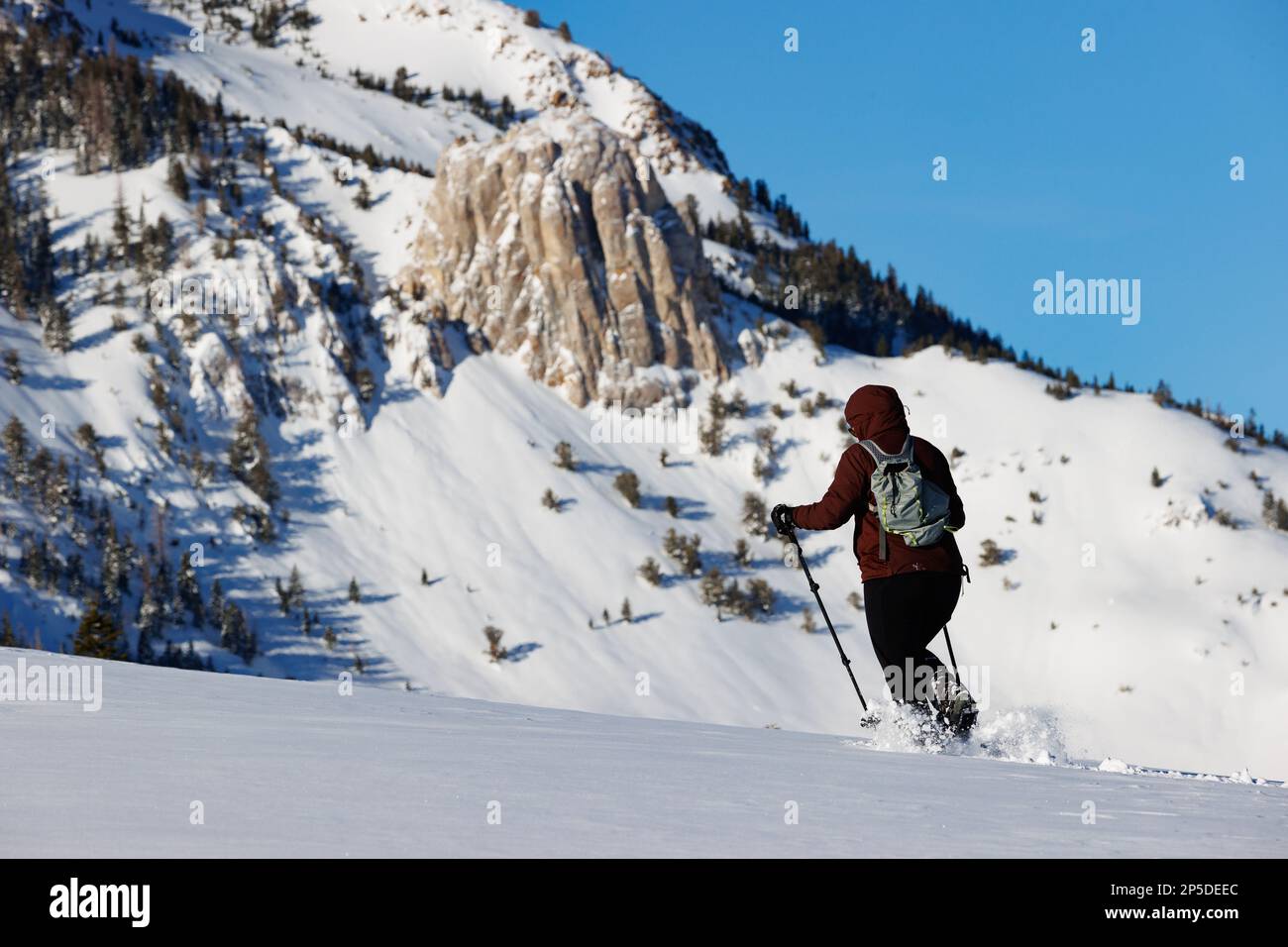 A woman snowshoeing under a blue sky in Mammoth Lakes, CA with Mammoth Rock in the background after a series of heavy winter storms. Stock Photo