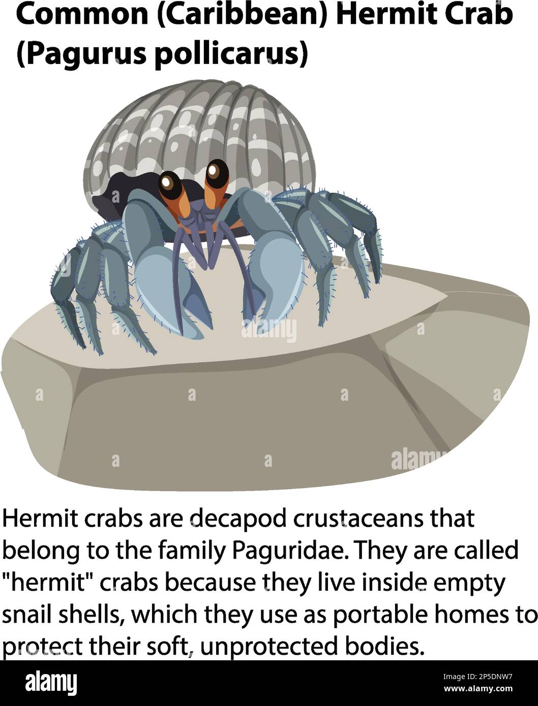 Anemone hermit crab sea anemone Stock Vector Images - Alamy