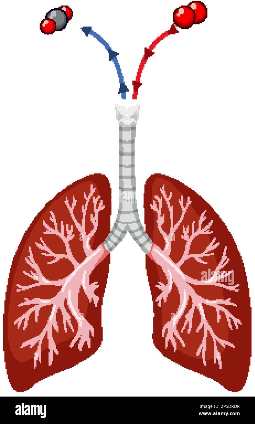 Human lungs on white background illustration Stock Vector Image & Art ...