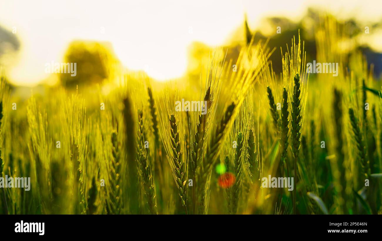 Green Wheat field with dew drops on leaves in the winter morning. sun rays over a ripening wheat field. Landscape. Rural Crops concept in Rajasthan, I Stock Photo