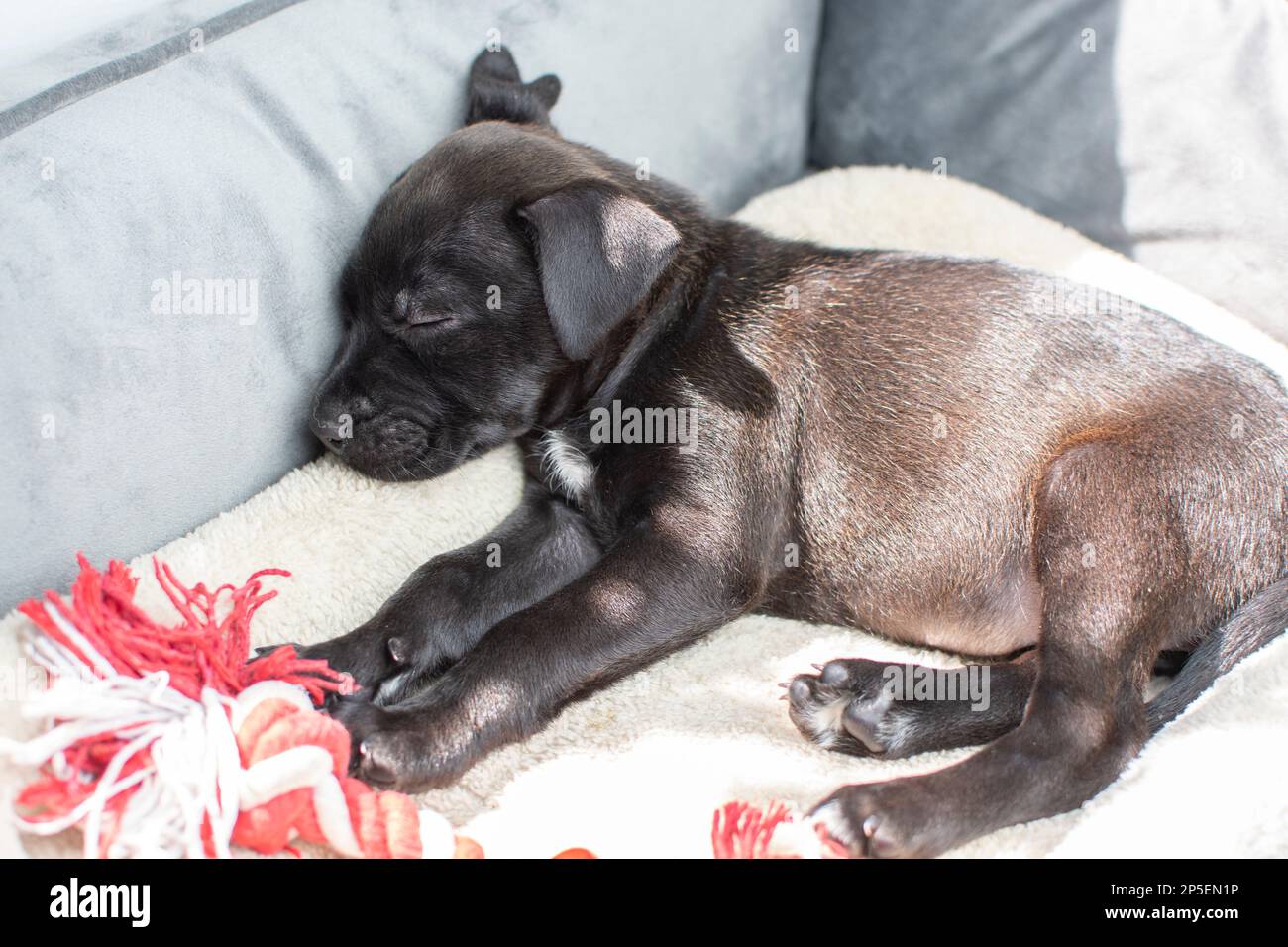 Sleeping in the sunlight black puppy labrador retriever Stock Photo