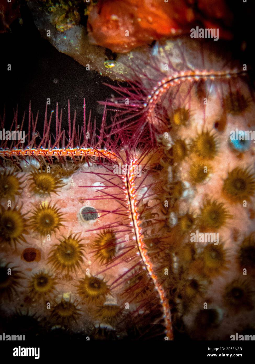 Red sponge brittle star on the reef in the Carribbean Sea, Roatan, Bay Islands, Honduras Stock Photo