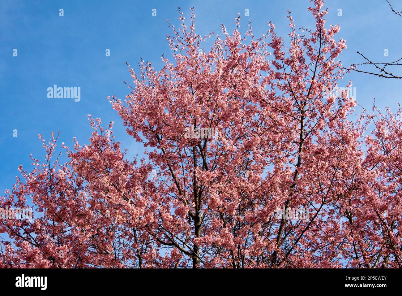 Cherry Blossoms in Pittsburgh in 2023 Stock Photo