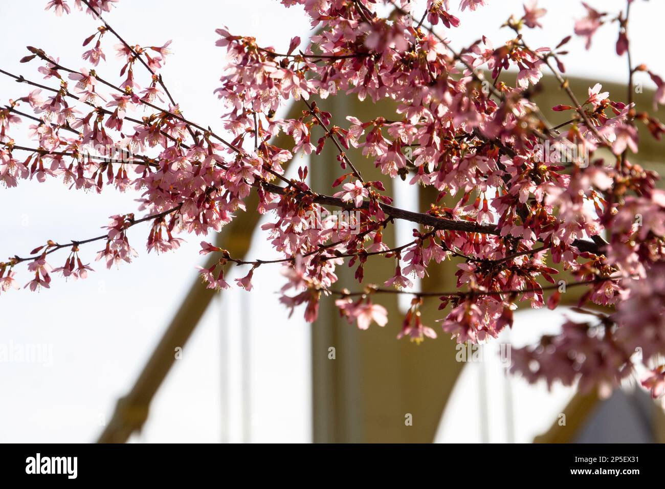 Cherry Blossoms in Pittsburgh in 2023 Stock Photo