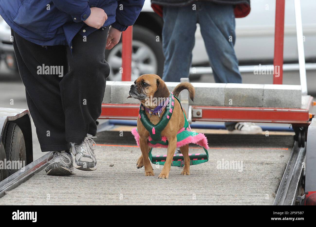 ADVANCE FOR SUNDAY APRIL 28 In a photo from April 13 2013 Abby a 27 pound Puggle owned by Theresa Zakrzewski of Taylor pulls 574 pounds in the Double Dog Dare weight pulling