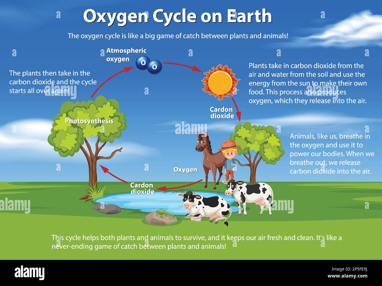 Oxygen Cycle on Earth Diagram illustration Stock Vector Image & Art - Alamy