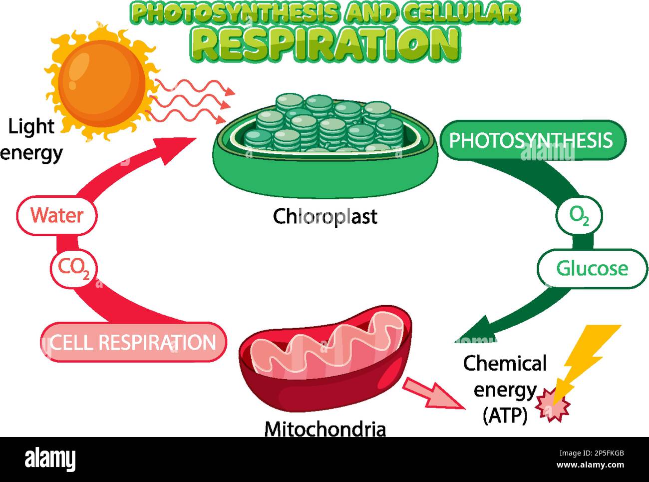 Simple Anaerobic Respiration Diagram simple-anaerobic-respiration-diagram