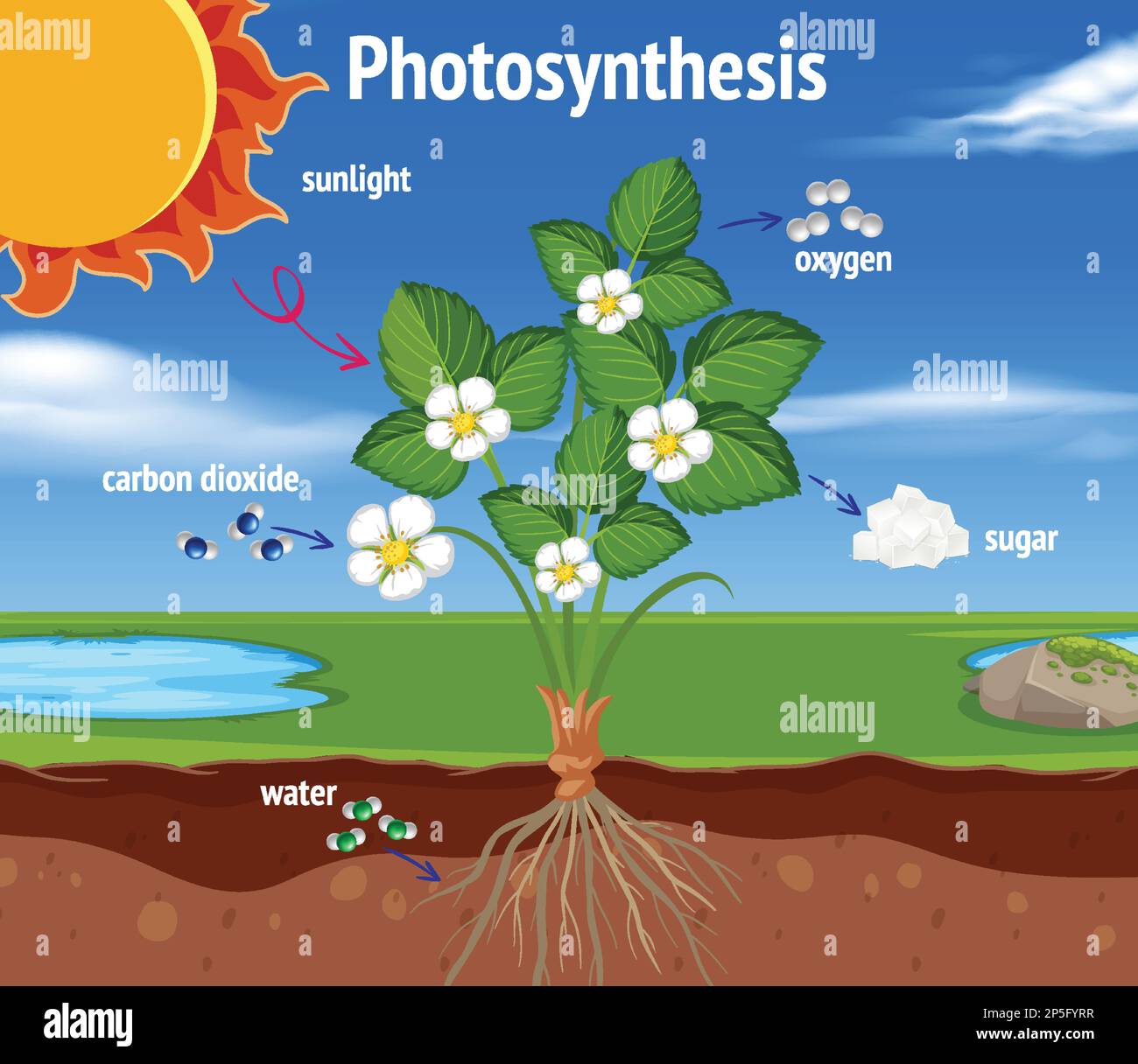 Plant Doing Photosynthesis Diagram Plant Doing Photosynthesis Diagram