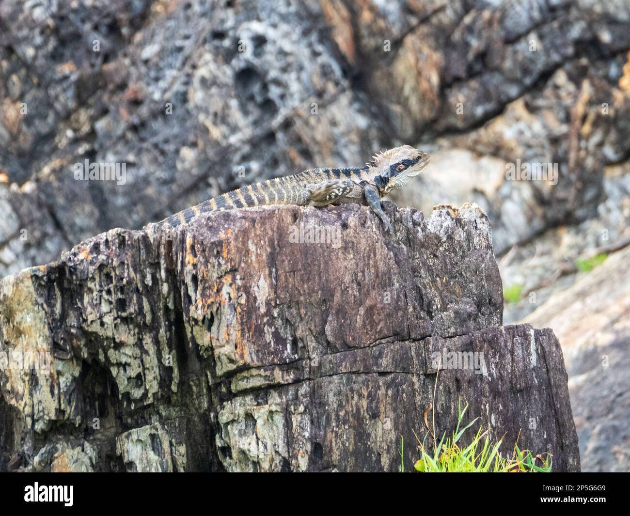 Eastern Water Dragon lizard, Australian reptile Stock Photo Alamy