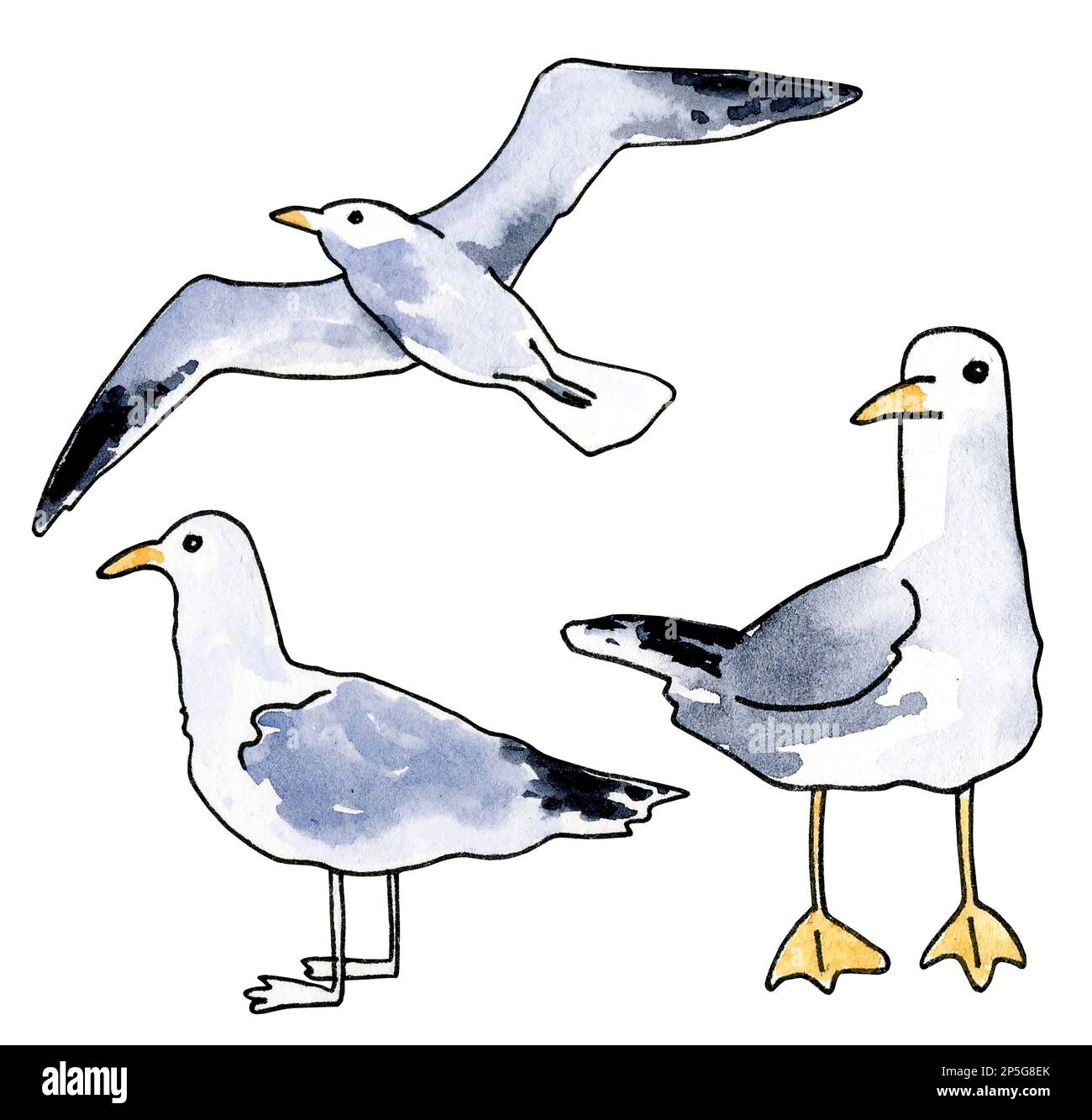Set of watercolor seagool. Flying sea bird. Hand draw scetch. White