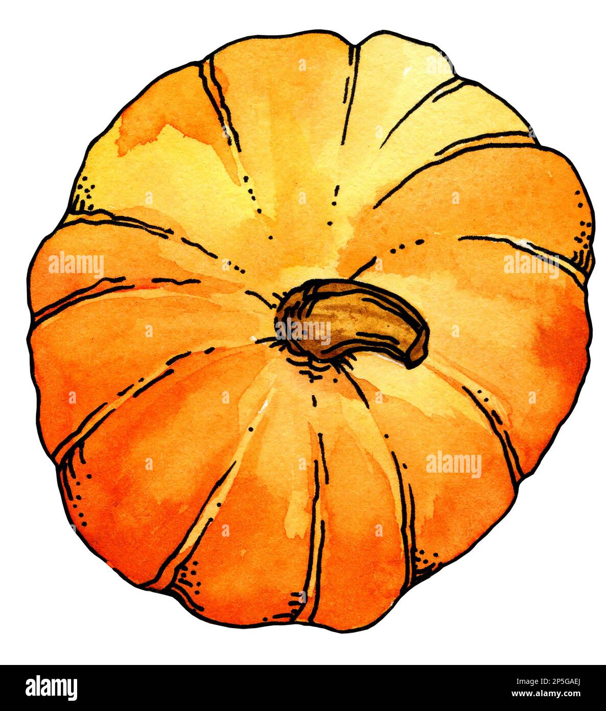 watercolor hand drawn pumpkin, sketch illustration, isolated on white ...