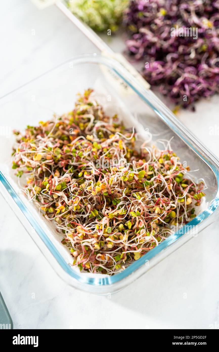 Growing sprouts in a jar Stock Photo Alamy