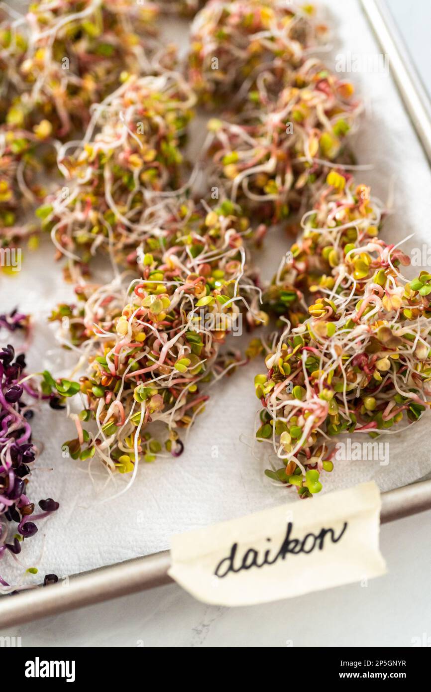 Growing sprouts in a jar Stock Photo Alamy