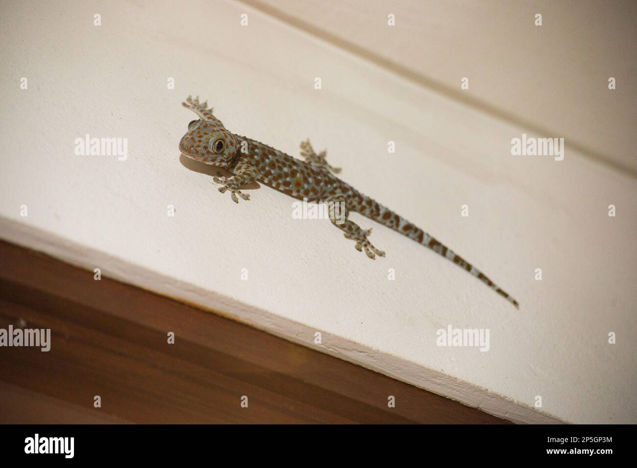 Full body shot of a red spotted gecko climbing a white wall Stock Photo