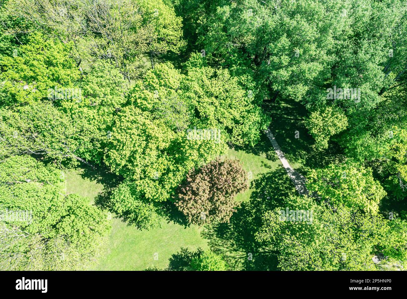 city park with walking path under green trees in bright spring day. top view aerial photo. Stock Photo