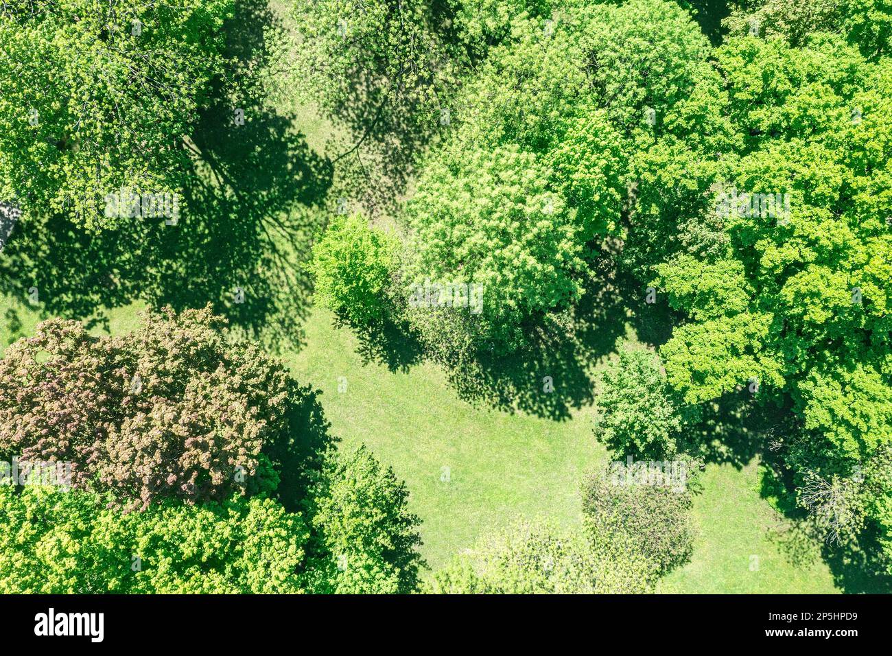 spring park landscape. treetops with fresh lush foliage. aerial photo