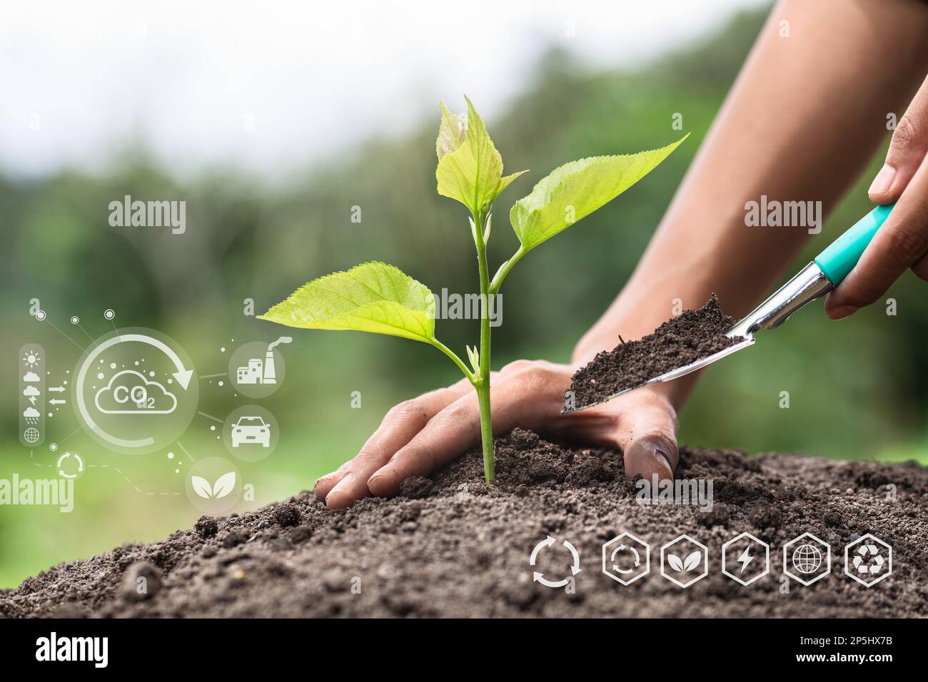 Trees grow in human hands. Hand planting trees with technology of