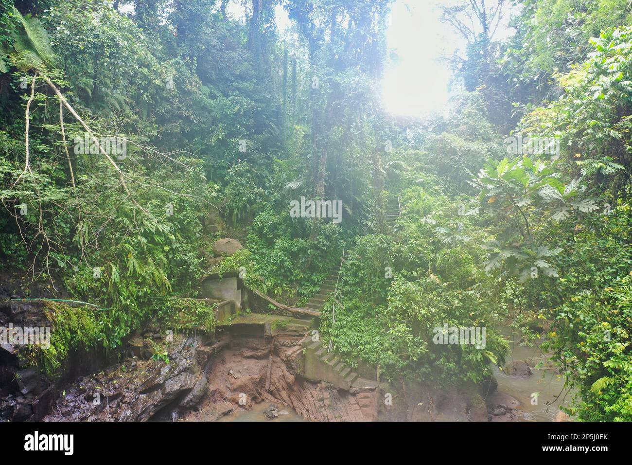 Idyllic shot of a hazy, bright rainforest bay in Ubud on Bali taken dynamically from below. Stock Photo