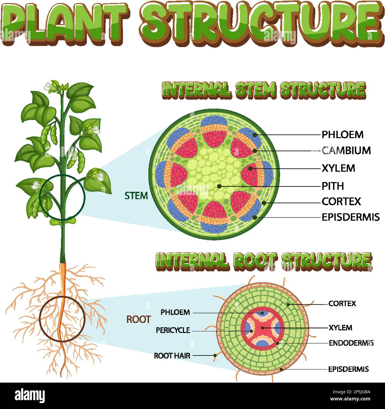 Internal structure of stem diagram illustration Stock Vector Image ...