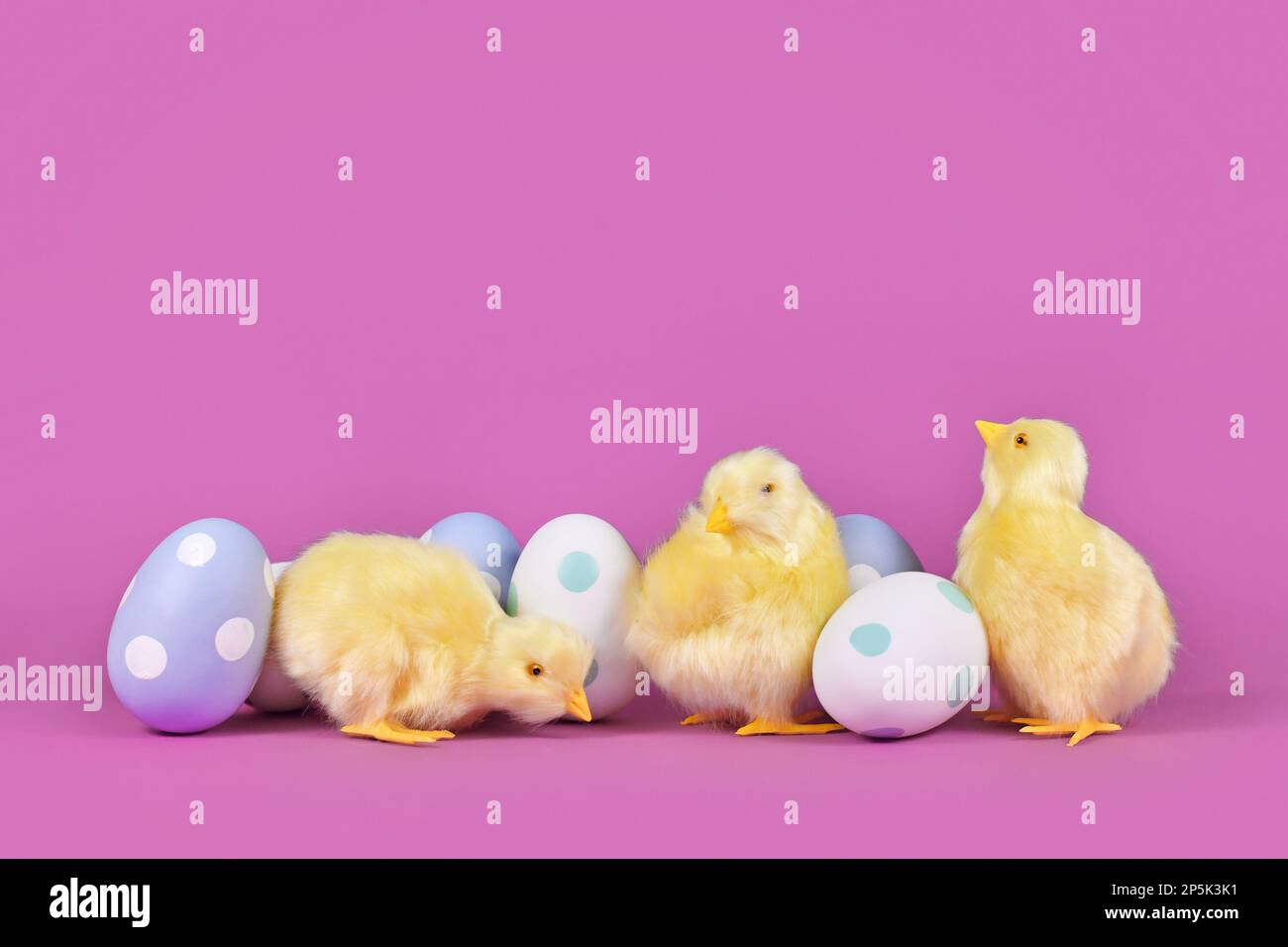Decorative easter chicken and painted eggs on purple background with copy space Stock Photo