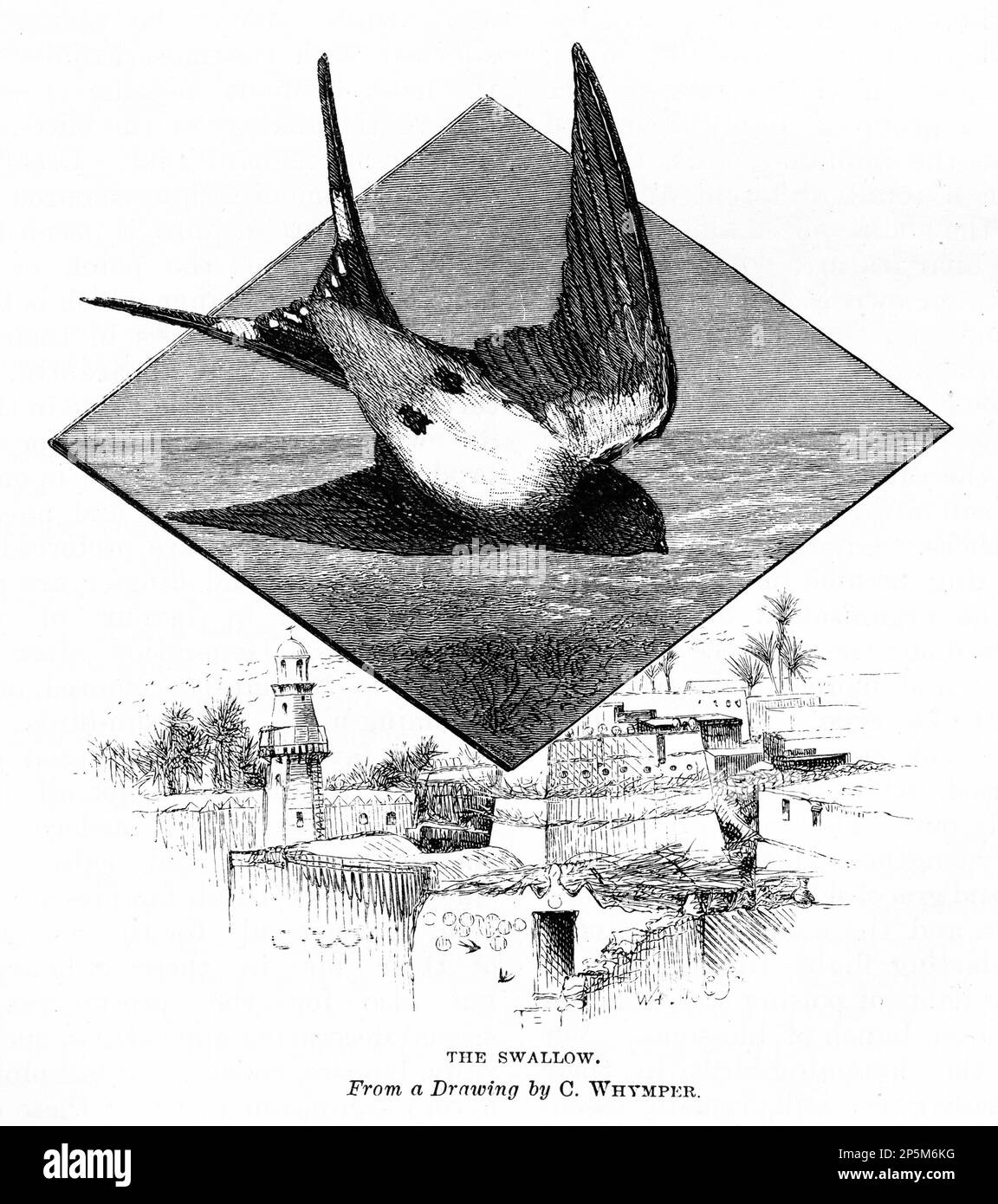 Engraving of a swallow flying over a village, circa 1880 Stock Photo