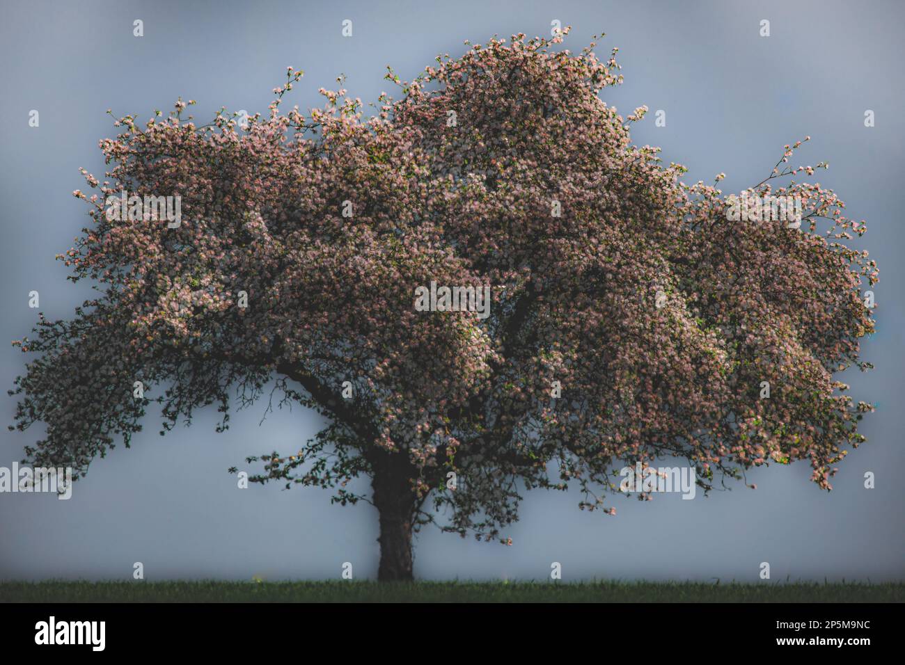 Beautiful tree with pink accents Stock Photo