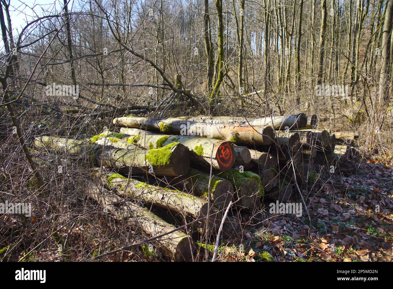 Wandern durch den Teutoburger Wald Stock Photo