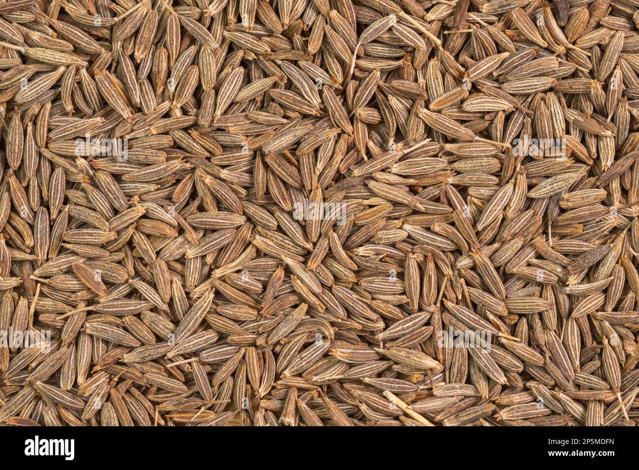 Dried cumin spice seeds background. Dry seasoning cumin. Spices and