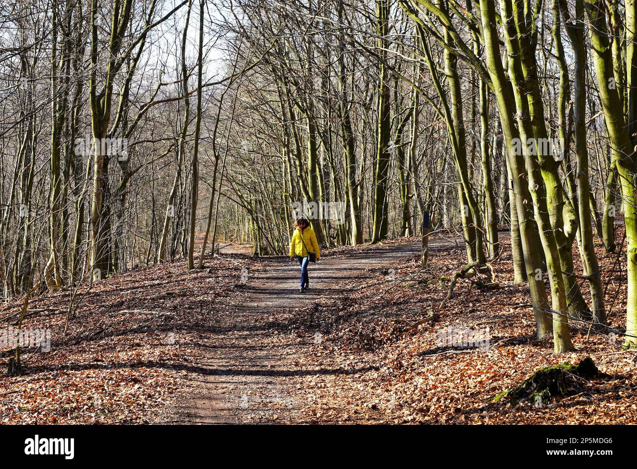 Wandern durch den Teutoburger Wald Stock Photo
