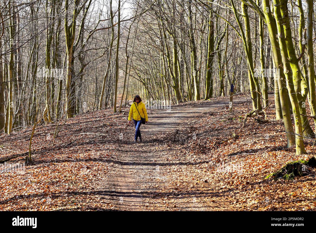 Wandern durch den Teutoburger Wald Stock Photo