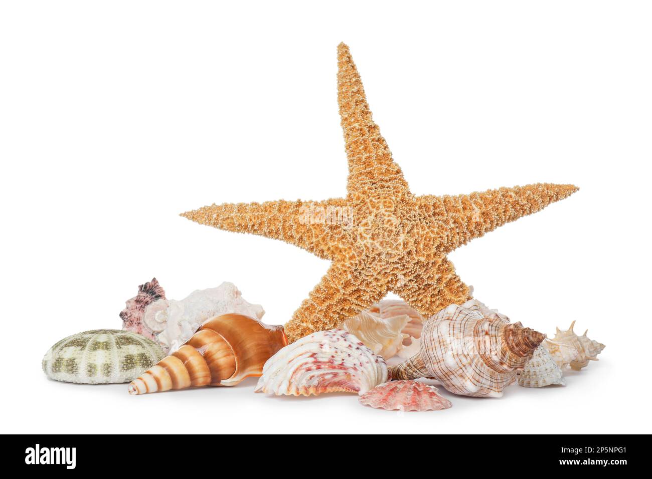 Beautiful starfish and sea shells on white background Stock Photo - Alamy