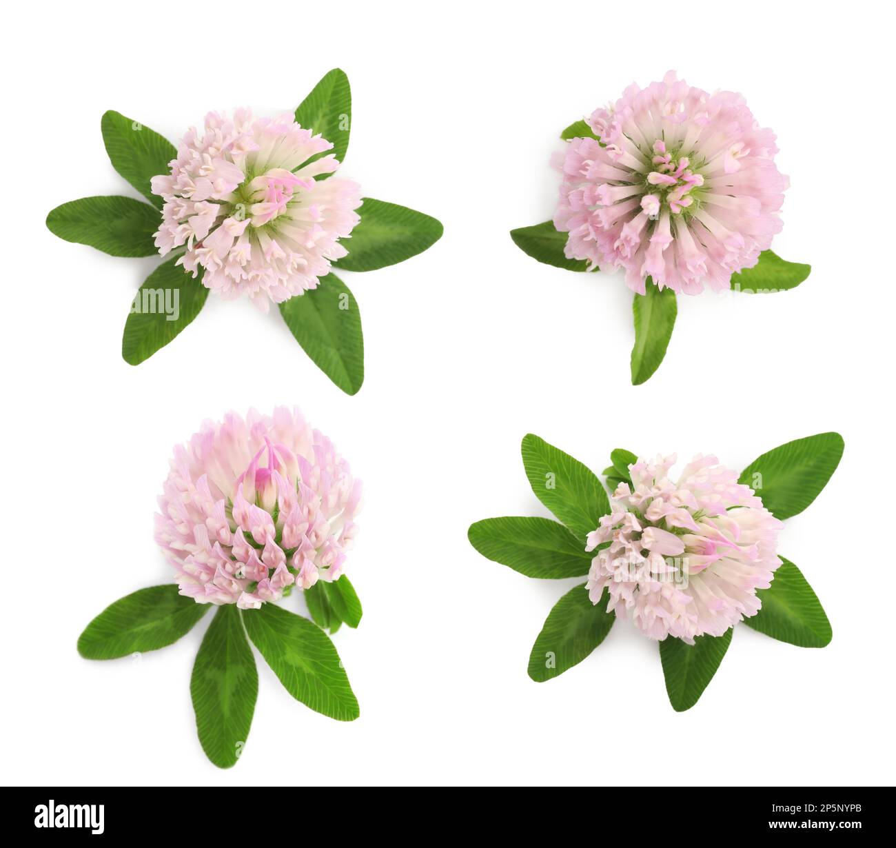 Set with beautiful clover flowers on white background, top view Stock Photo
