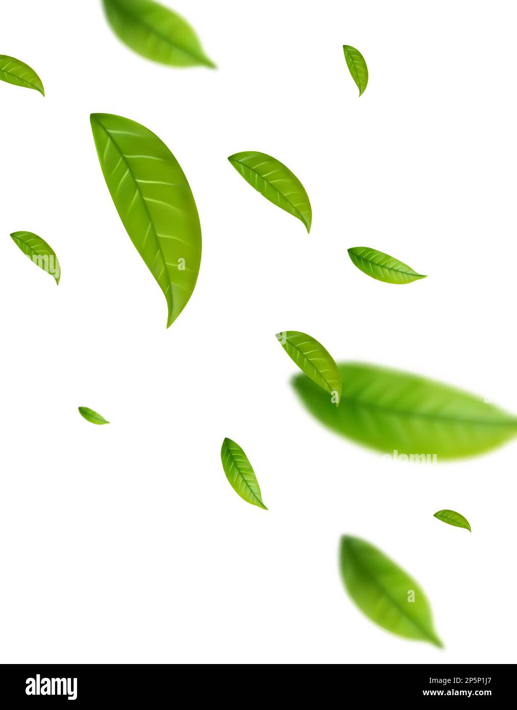 Realistic green tea leaves in motion Stock Vector Image & Art Alamy