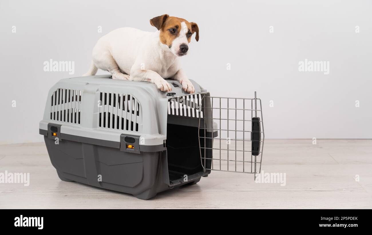 Jack Russell Terrier dog lies on top of a cage for safe transportation