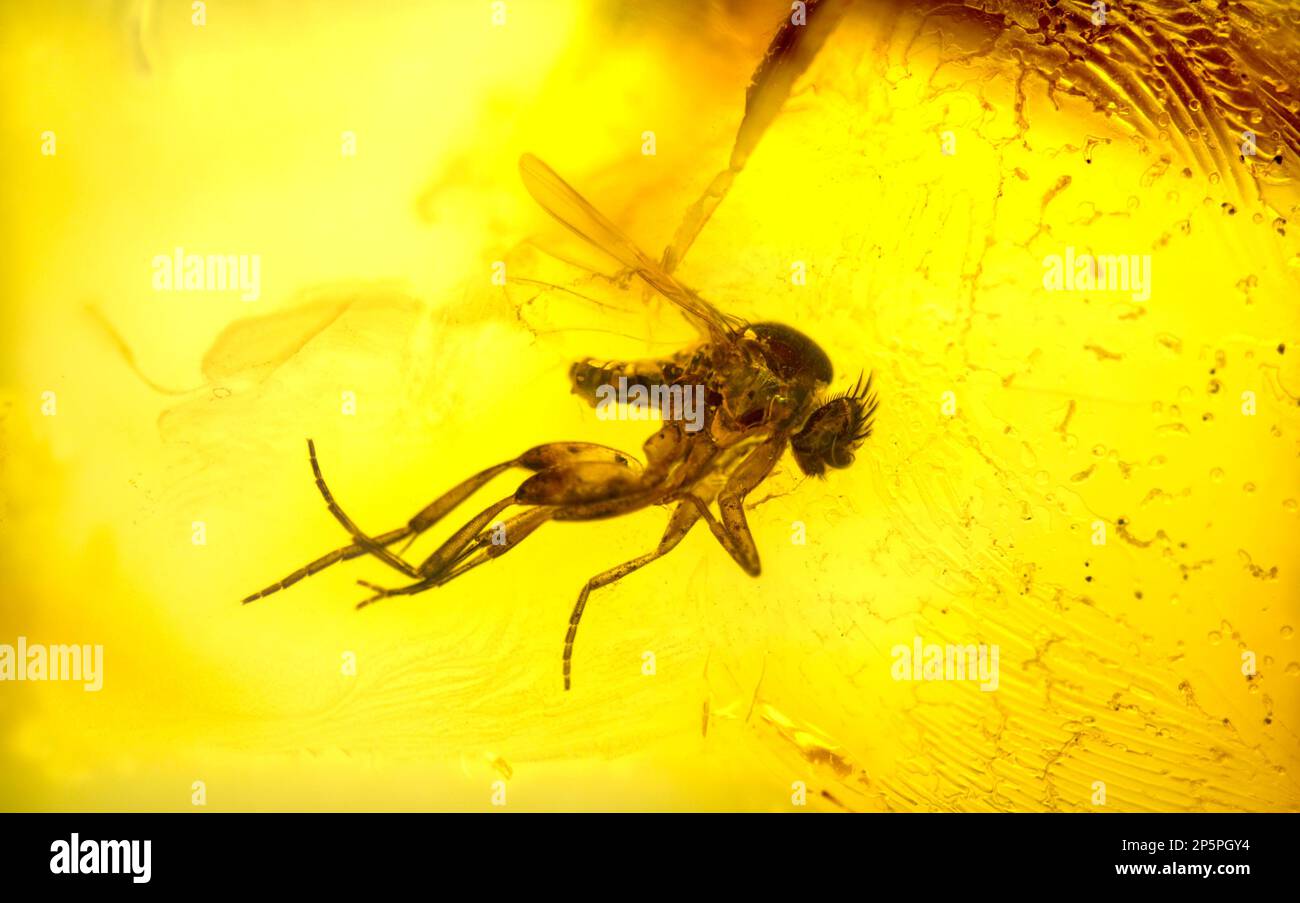 Prehistoric fly preserved in Baltic Amber - from Lithuania Stock Photo