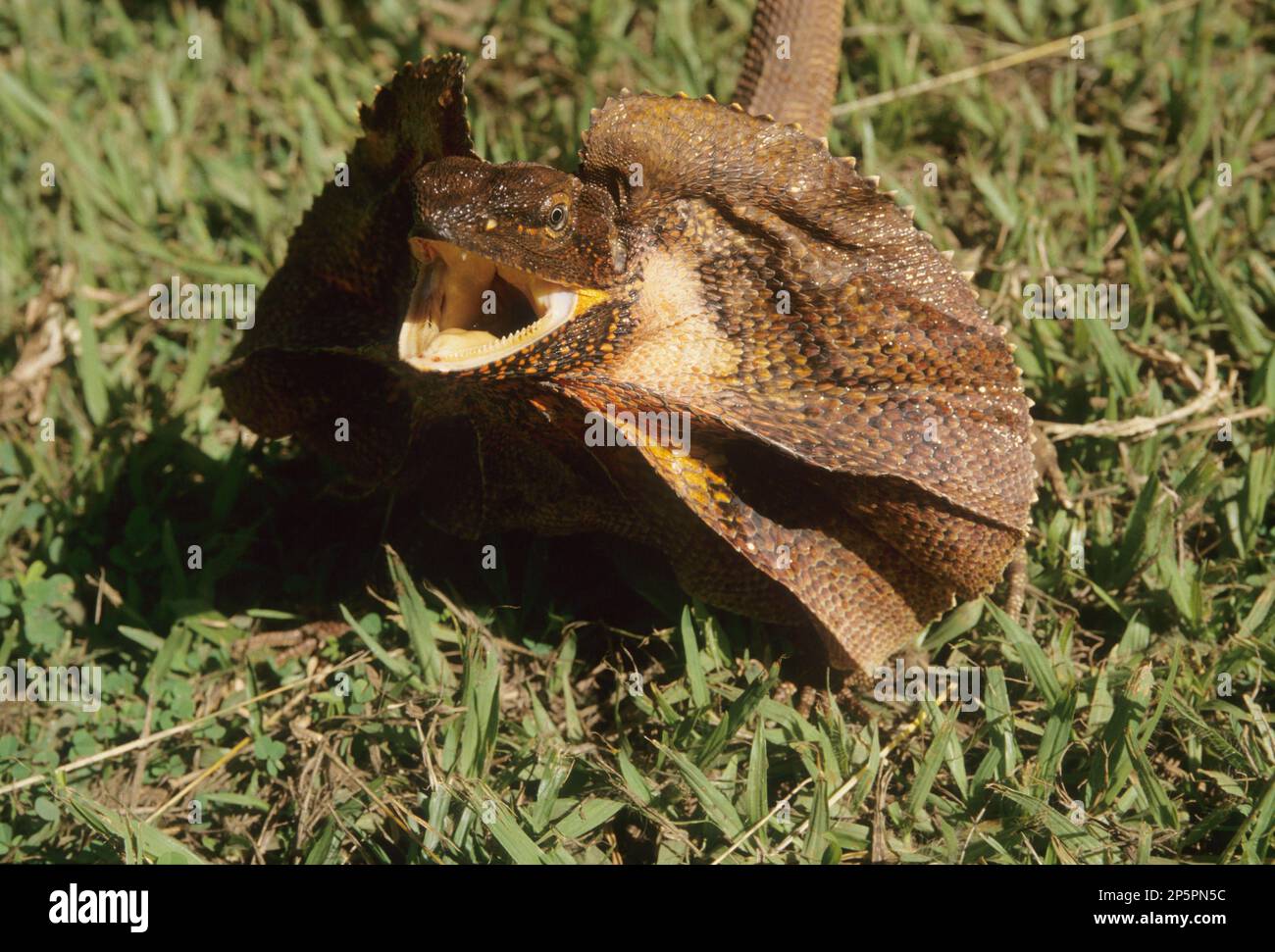 The frilled lizard (Chlamydosaurus kingii), also known as the frill-necked lizard or frilled dragon, is a species of lizard in the family Agamidae. It Stock Photo