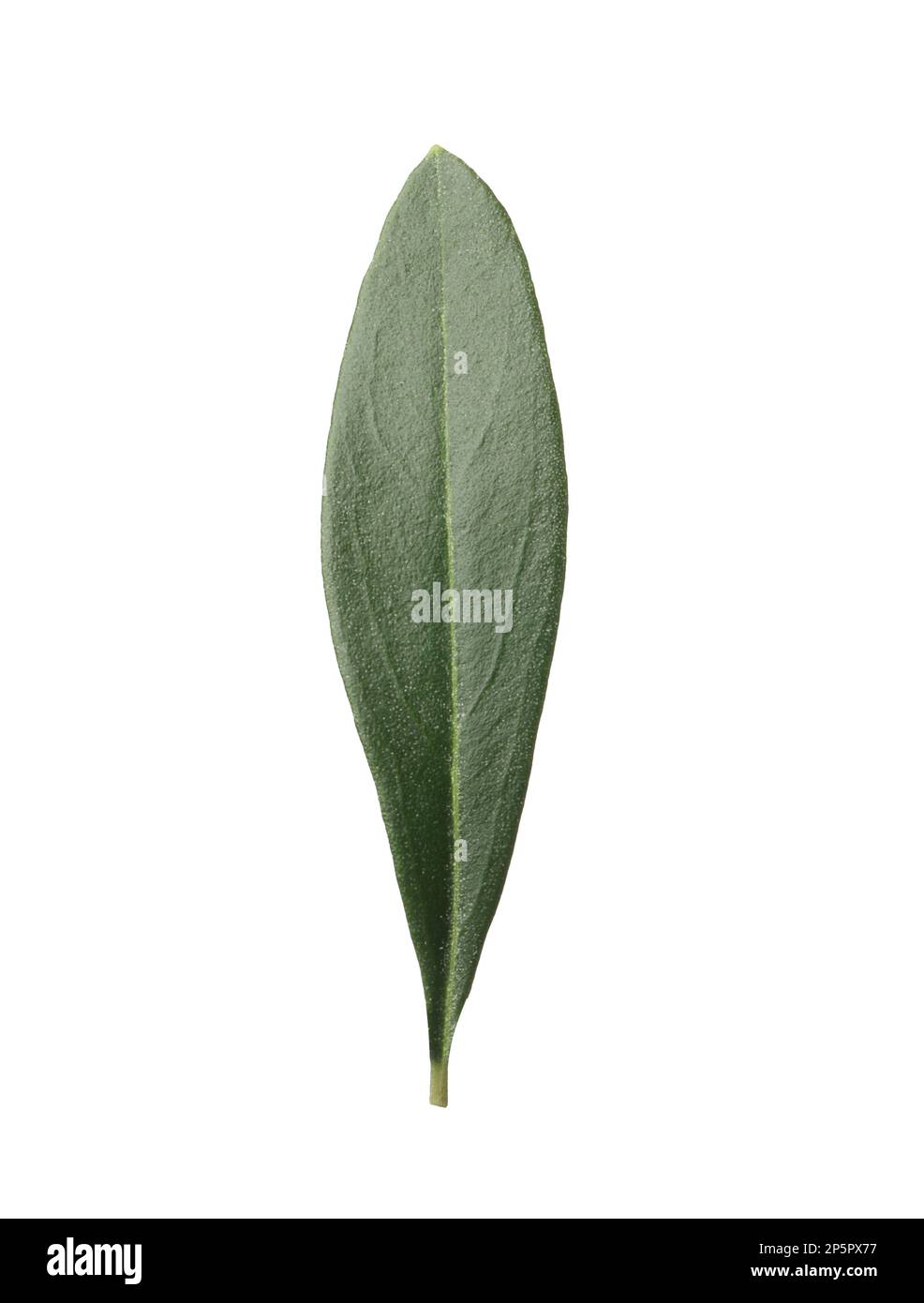 Fresh green olive leaf isolated on white Stock Photo Alamy