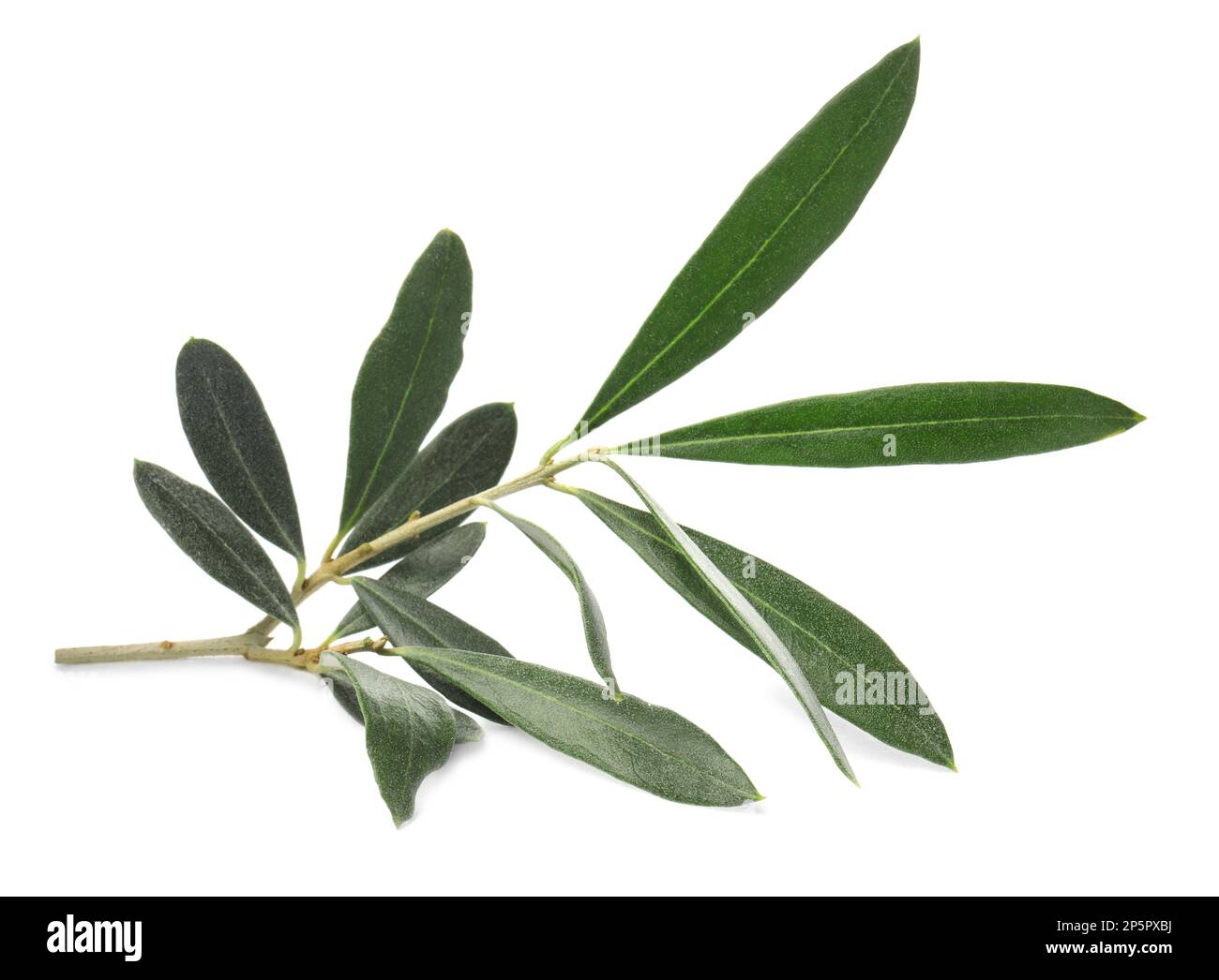 Olive tree branch with green leaves on white background Stock Photo - Alamy