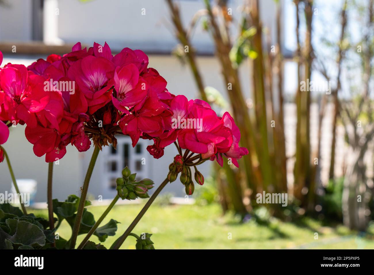 A Beautiful red geranium flowers in a garden in a sunny day Stock Photo