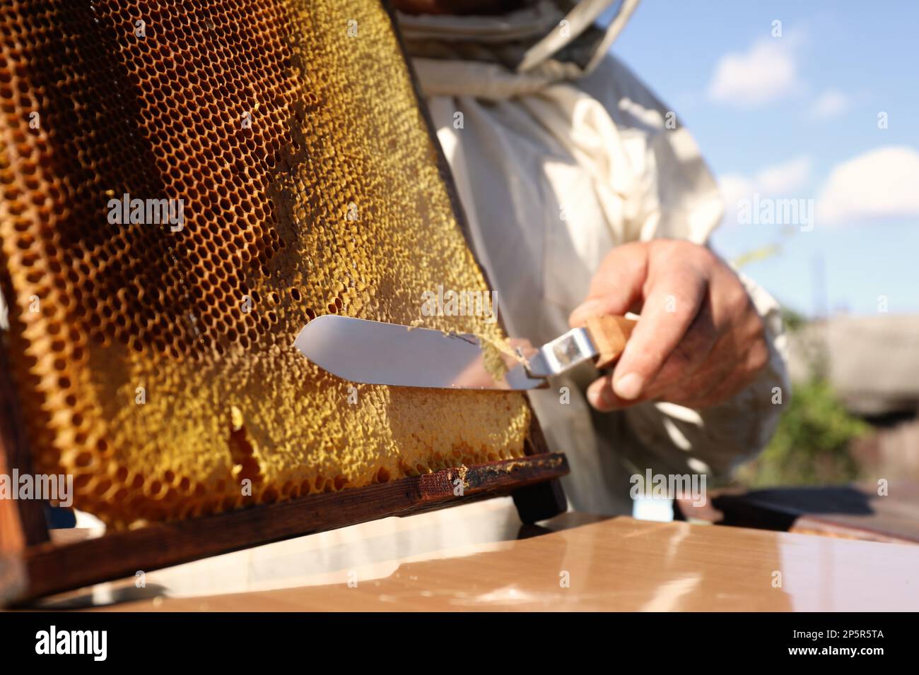 Senior beekeeper uncapping honeycomb frame with knife at table outdoors ...