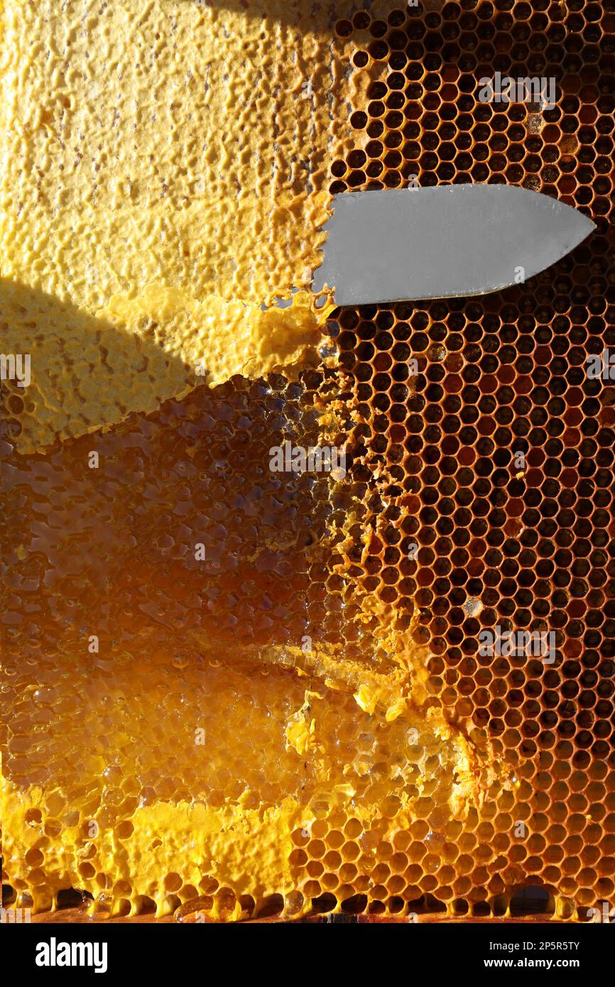 Uncapping honey cells with knife, closeup view Stock Photo