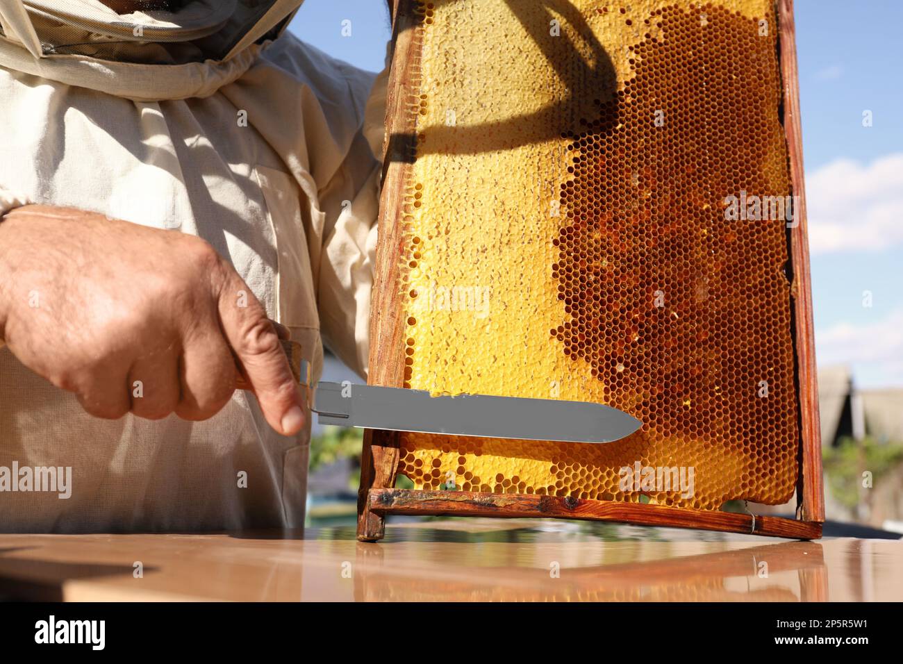Senior beekeeper uncapping honeycomb frame with knife at table outdoors ...