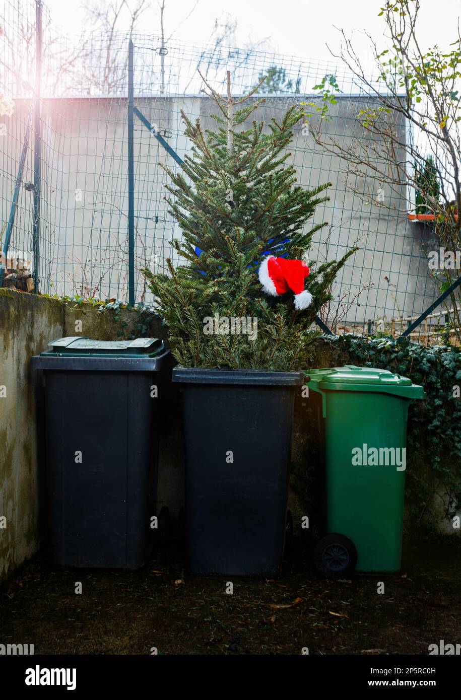 Trashed christmas tree hires stock photography and images Alamy