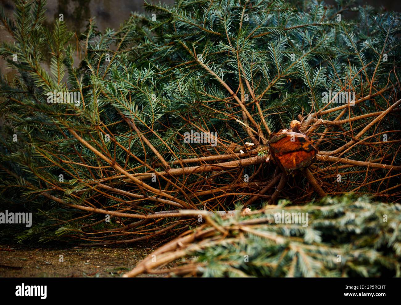 Closeup of cut down Christmas tree view with branches and trunk Stock