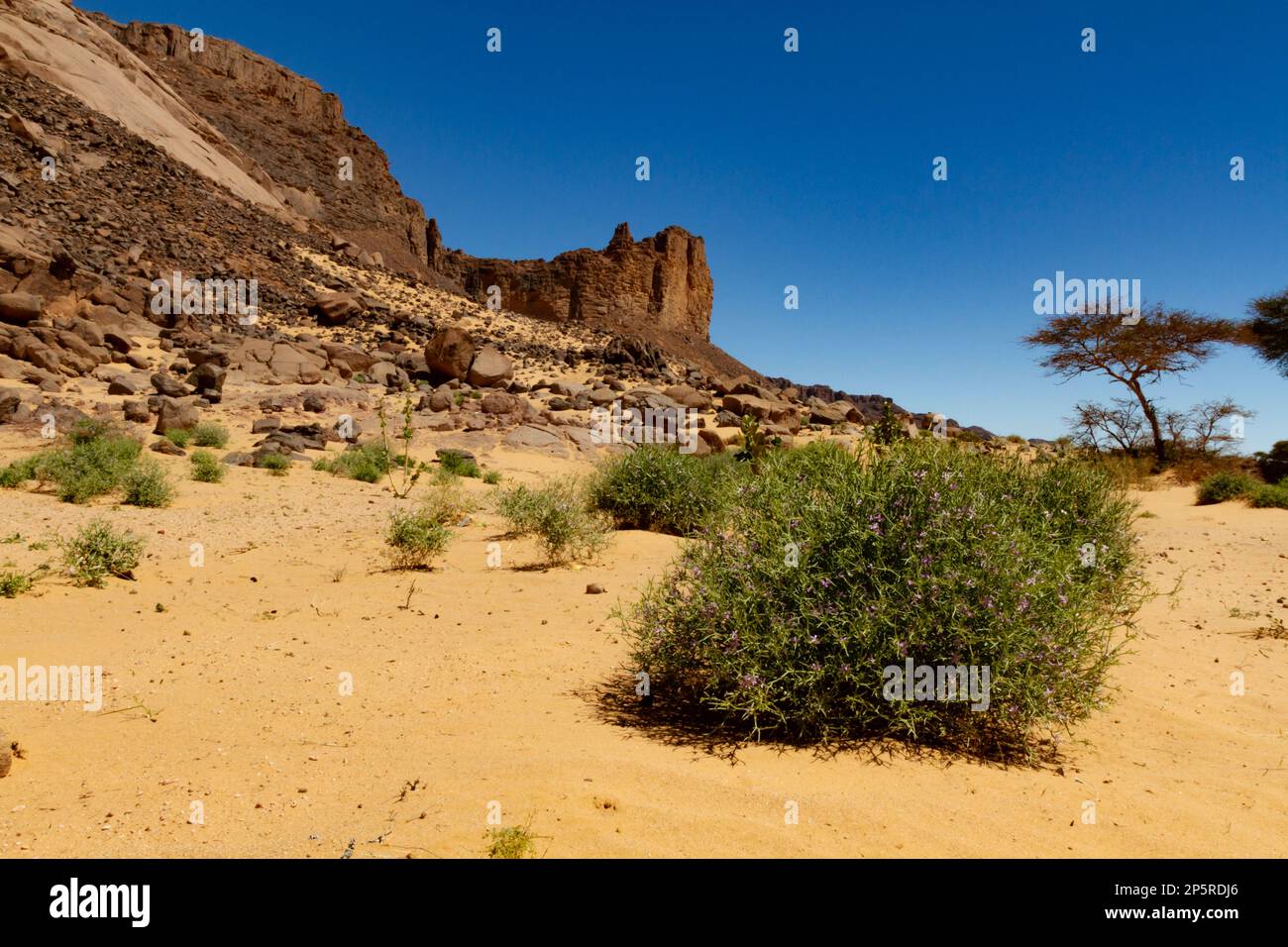Green plants in the Sahara desert. Flowering bushes Zilla spinosa or Spiny zilla thorny desert